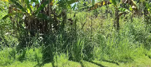 Lot for sale talamban — Residential Lot in Cebu City, Cebu, Philippines — Photo 5