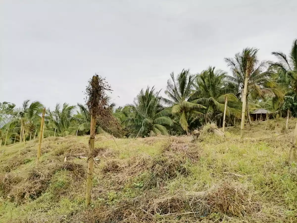 Beautiful Farm in Kablon Tupi For Sale