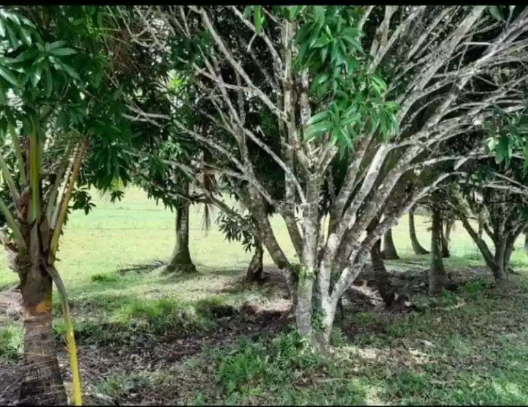 LOT FOR SALE IN TAWIN-TAWIN, GENERAL LUNA, SIARGAO ISLANDS — Agricultural Lot in Surigao del Norte, Philippines — Photo 5