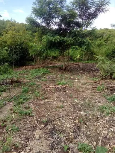 Agricultural Land in Asturias for sale! — Agricultural Lot in Asturias, Cebu, Philippines — Photo 3