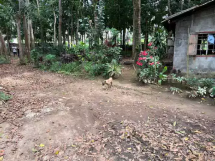 For Sale: Agricultural Lot in Lalaan I, Silang — 1,000 sqm — Agricultural Lot in Silang, Cavite, 4118 — Photo 4