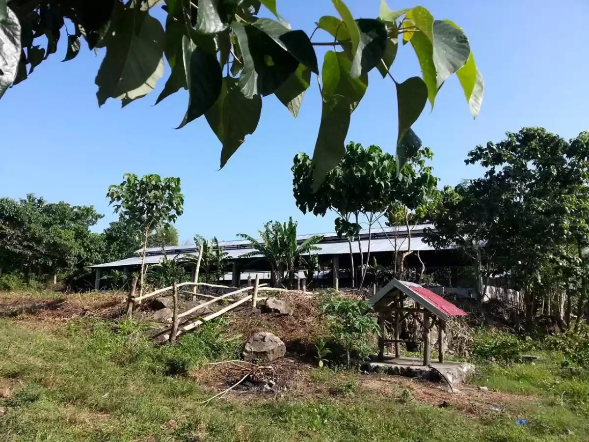 PIGGERY FOR SALE — Agricultural Lot in Negros Oriental, Philippines — Photo 2