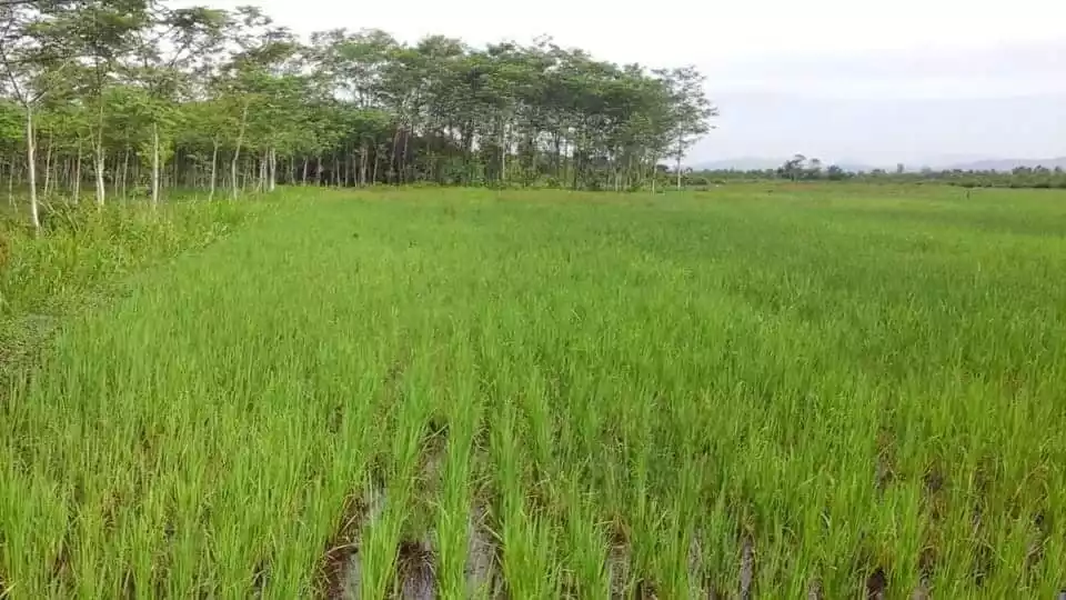 Agricultural Lot - photo 4