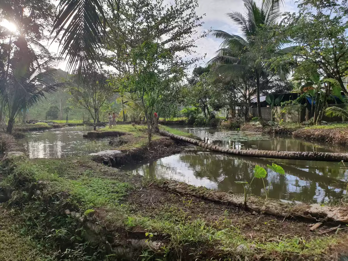 PRIVATE FARM RESORT WITH SWIMMING POOL — Agricultural Lot in Trento, Agusan del Sur, Philippines — Photo 2