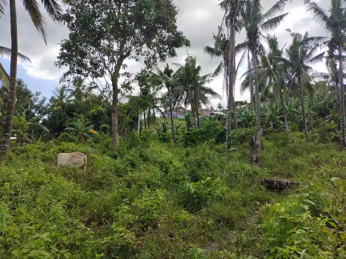 For Sale Titled Lots in Bolinawan, Carcar City — Residential Lot in Carcar City, Cebu, Philippines — Photo 5