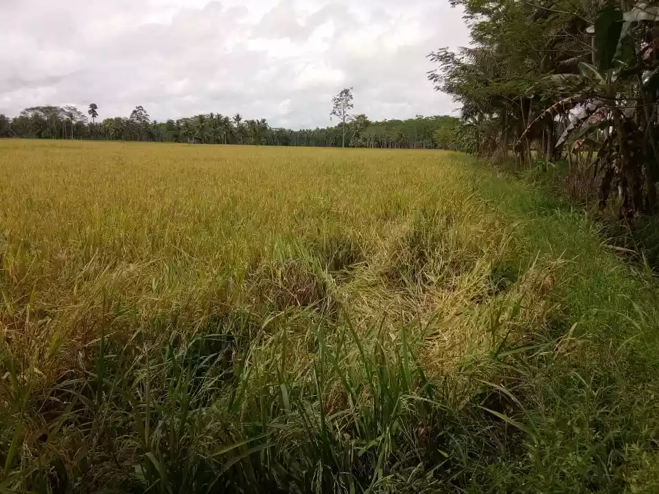 3 Hectares Ricefield or Basakan in Esperanza, Agusan Del Sur - photo 5