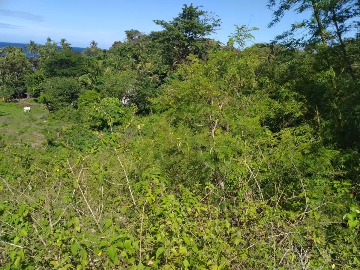 Original Certificate of Title  - photo 4