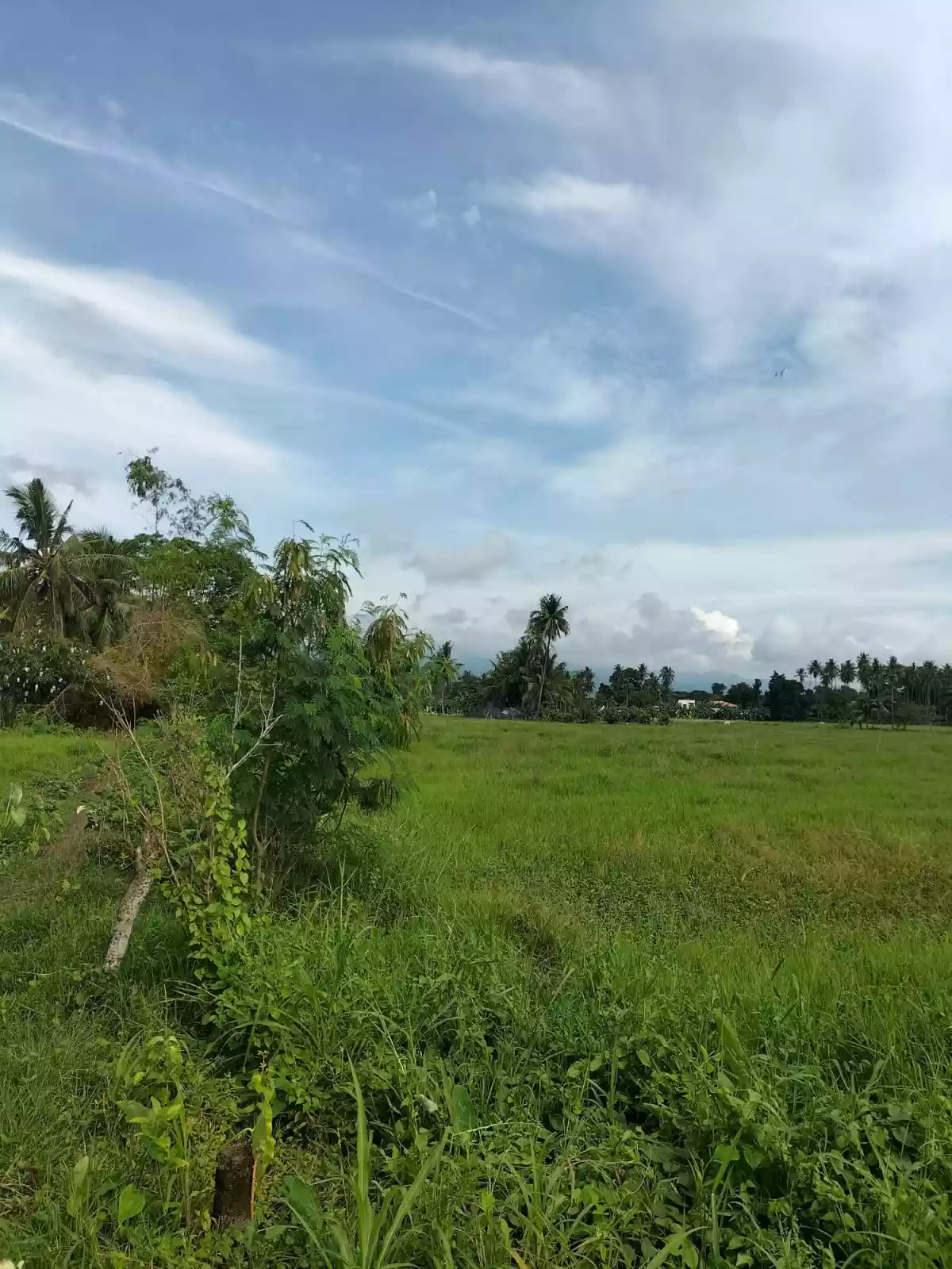 3.9 Hectares For Sale Agan an Sibulan, Negros Oriental — Agricultural Lot in Negros Oriental, Philippines — Photo 4