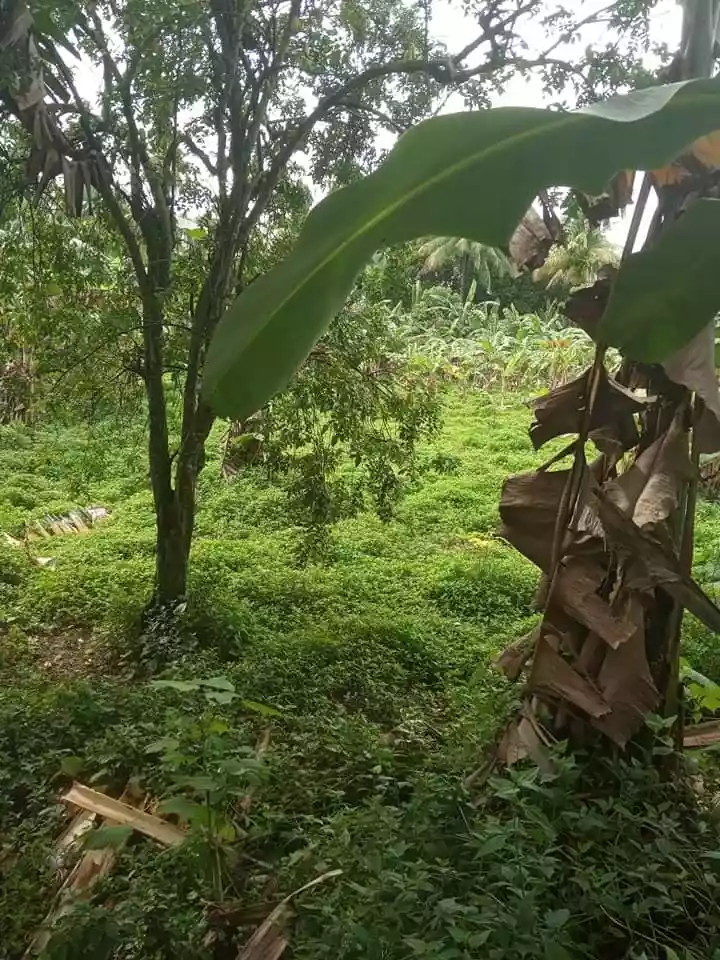 Western Cebu Properties -1 - photo 4