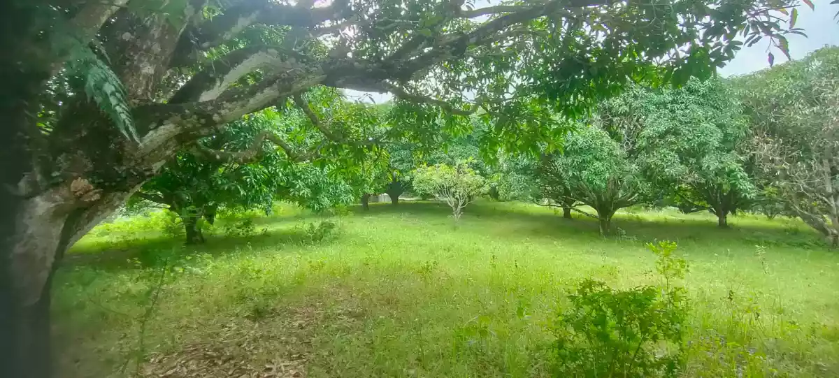 Open photo 21 of 21 — Mango Farm (Sacrifice Sale)