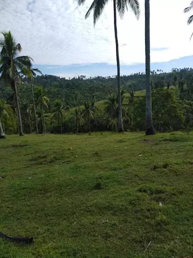 FARM LOT IN BARILI — Agricultural Lot in Cebu, Philippines — Photo 3