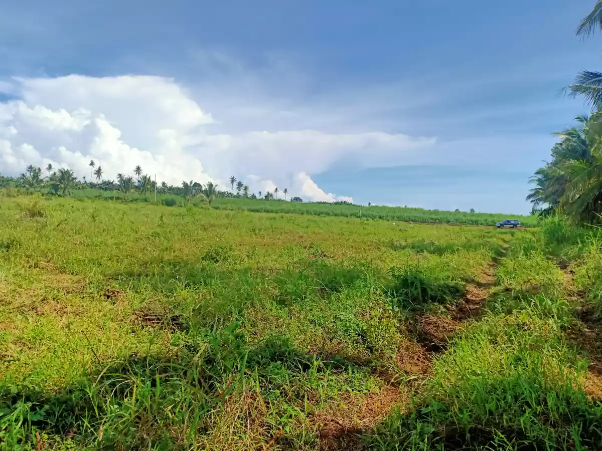 LOT FOR SALE — Agricultural Lot in Cabulihan, Ormoc, Leyte — Photo 2