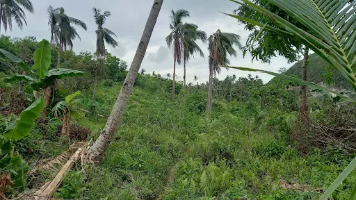 Land Farm 3,348,540.00 (For Sale) — Space in Talisay, Cebu, Philippines — Photo 5