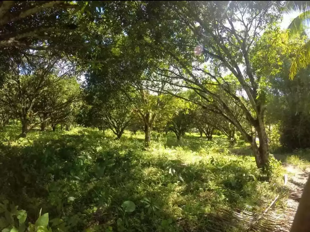 LOT — Agricultural Lot in Cebu, Philippines — Photo 4