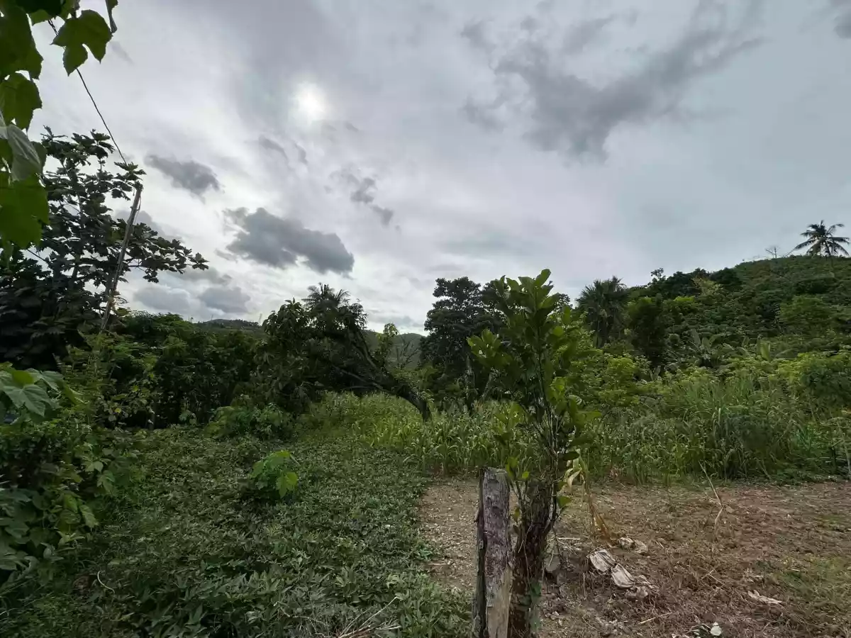 Agricultural land For Sale in Minglanilla Cebu — Agricultural Lot in Lower Tunghaan St, Tunghaan Minglanilla, Minglanilla — Photo 5
