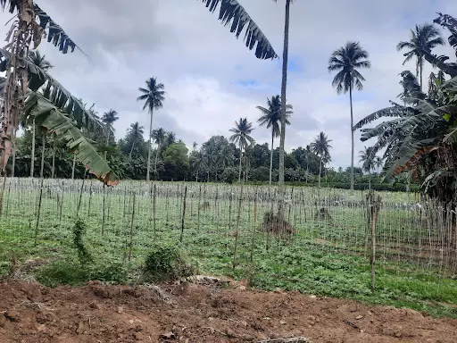Sta.Veronica, San Pablo City, Laguna — Agricultural Lot in San Pablo City, Laguna, Philippines — Photo 3