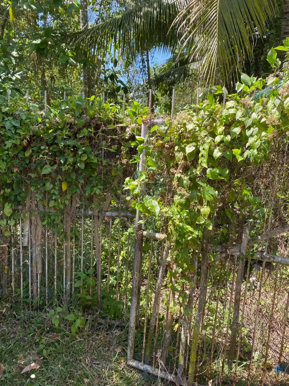 Lot For Sale With Road Right of Way Along Sibulan Diversion Road — Agricultural Lot in Sibulan, Diversion Road, Sibulan — Photo 5