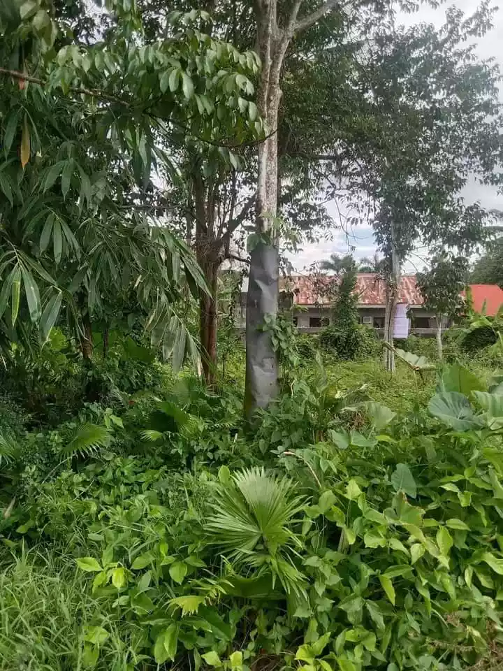 RESIDENTIAL LOT FOR SALE IN APOKON - photo 7