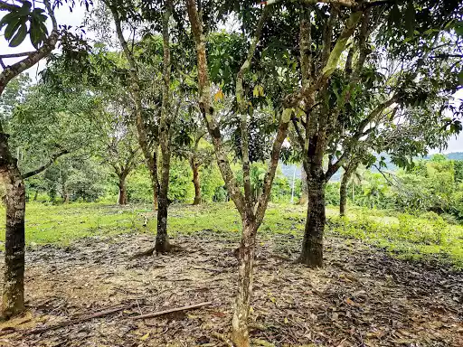 Open photo 14 of 25 — Farmlot for Sale - Carcar 400/sq.m
