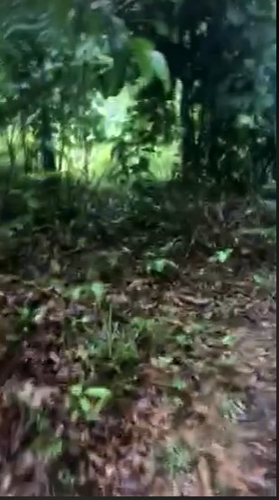 One Hectare Titled Farm Lot Rush Sale-Toledo - photo 2