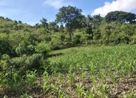 Agricultural land - photo 3