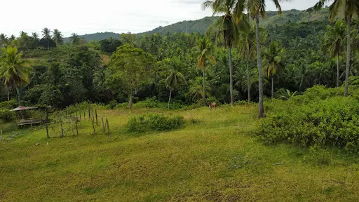 2 hectare farm lot property for sale in Oguis, Initao, Misamis Oriental
 - photo 6