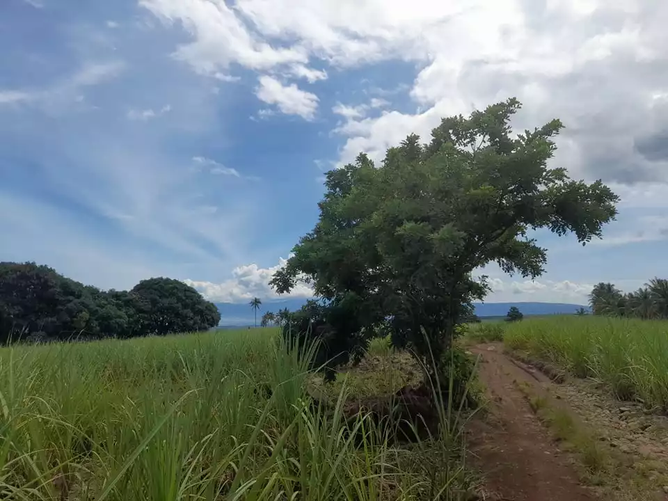 6 Hectares Agricultural Lot Jantianon,Amlan Negros Oriental - photo 5