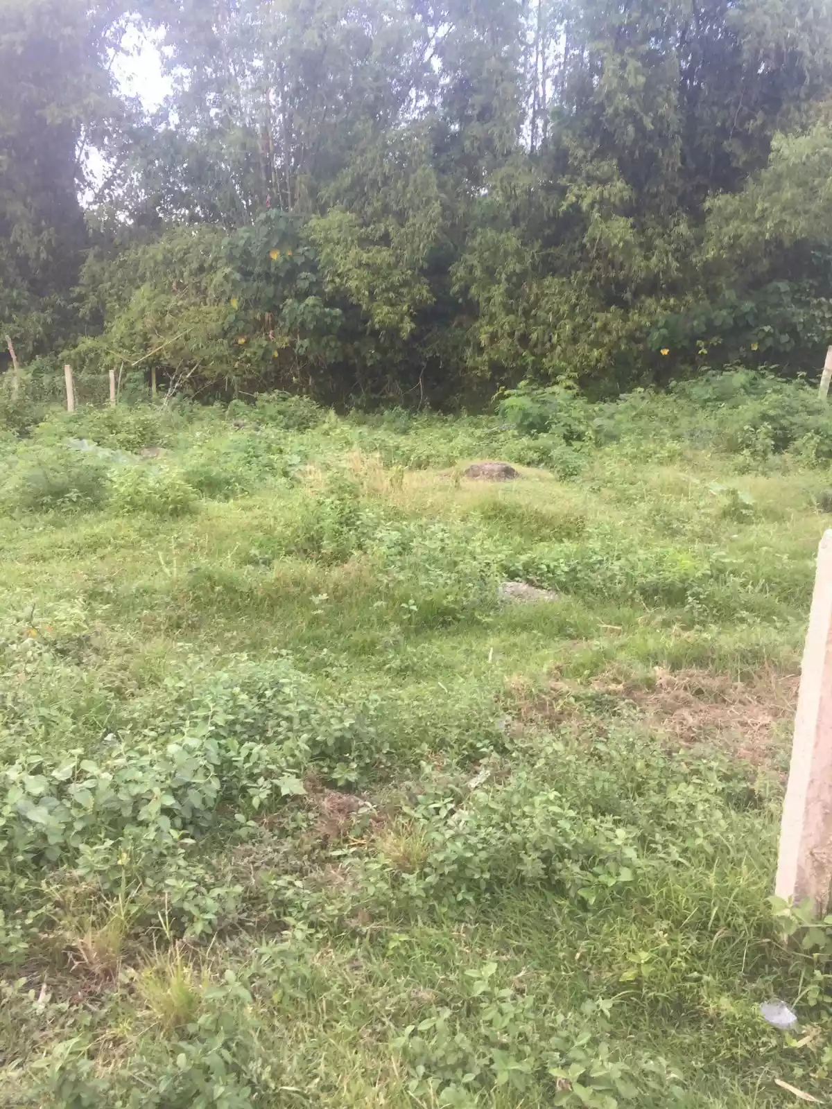 Sulodpan Bacong Subdivided lots - photo 3