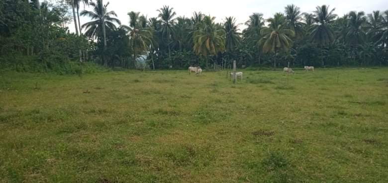 Titled property barangay Magsaysay, polomolok