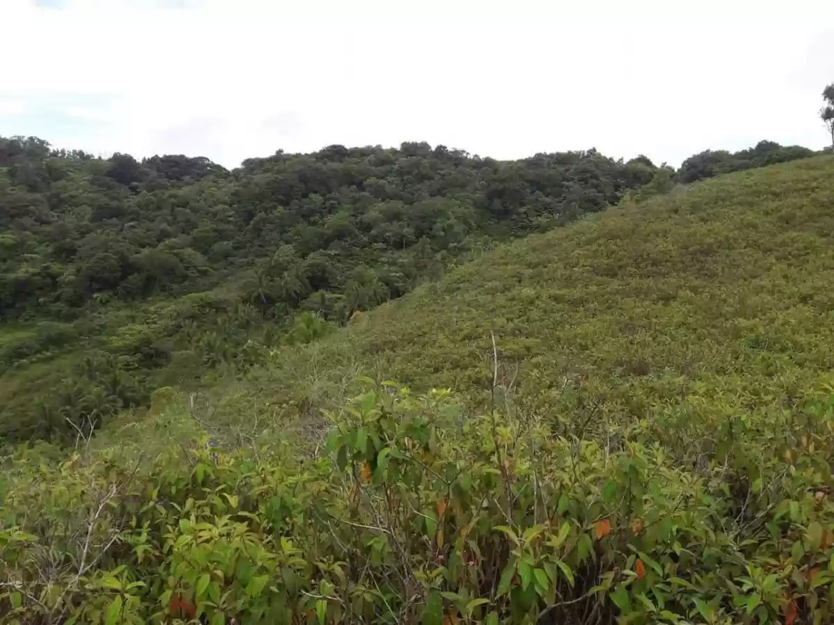 30 hectares Agricultural Land for Sale - photo 5