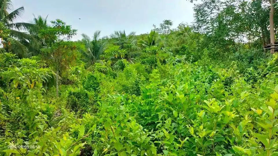 Tuburan Agricultural Lot for sale! — Agricultural Lot in Tuburan, Cebu, Philippines — Photo 5