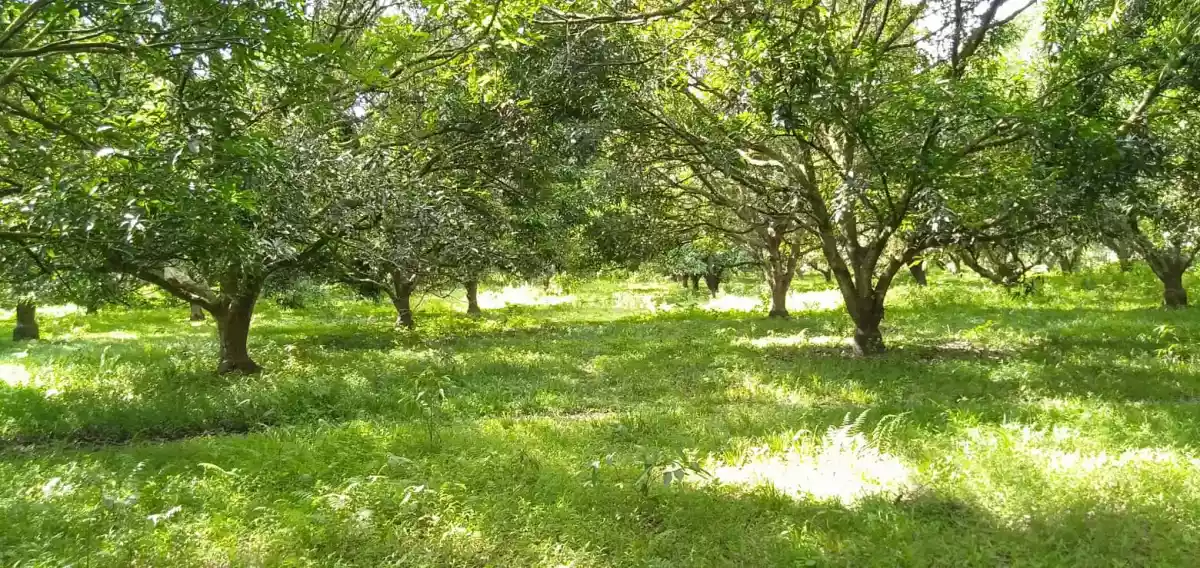 Residential Lot For Sale - photo 4
