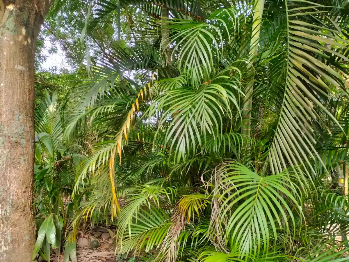 Junob Lot, Dumaguete City — Agricultural Lot in Negros Oriental, Philippines — Photo 3
