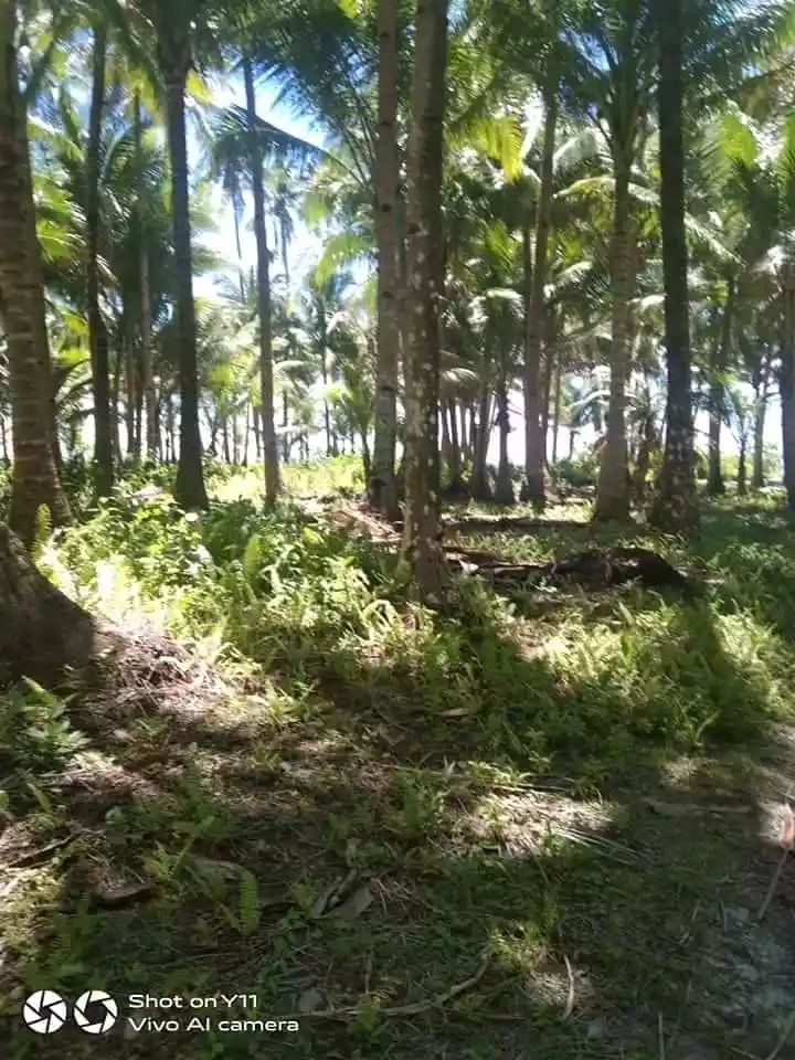 BEACH LOT FOR SALE IN TANGBO, STA. MONICA, SIARGAO ISLANDS - photo 5