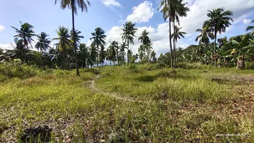 Tiltled Lot (No.0-25563) — Residential Lot in Moalboal, Cebu, Philippines — Photo 2