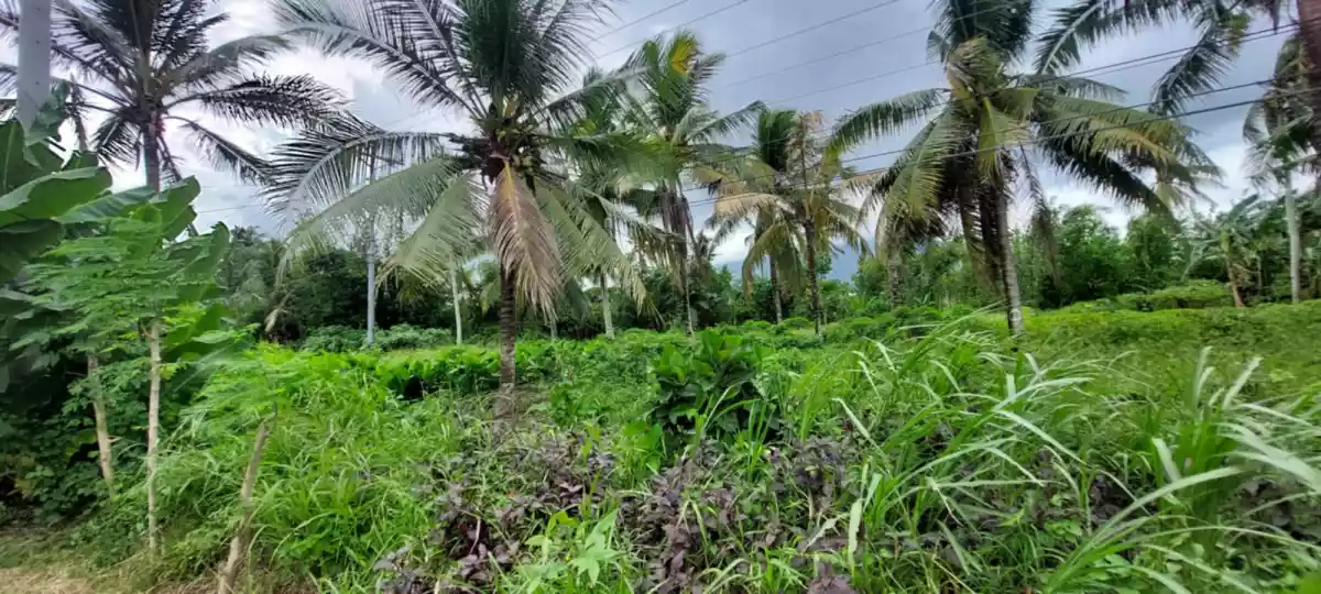 LOT 3-H — Agricultural Lot in Governor Jose T. Fuentebella National Highway, Tigaon, Camarines Sur — Photo 5