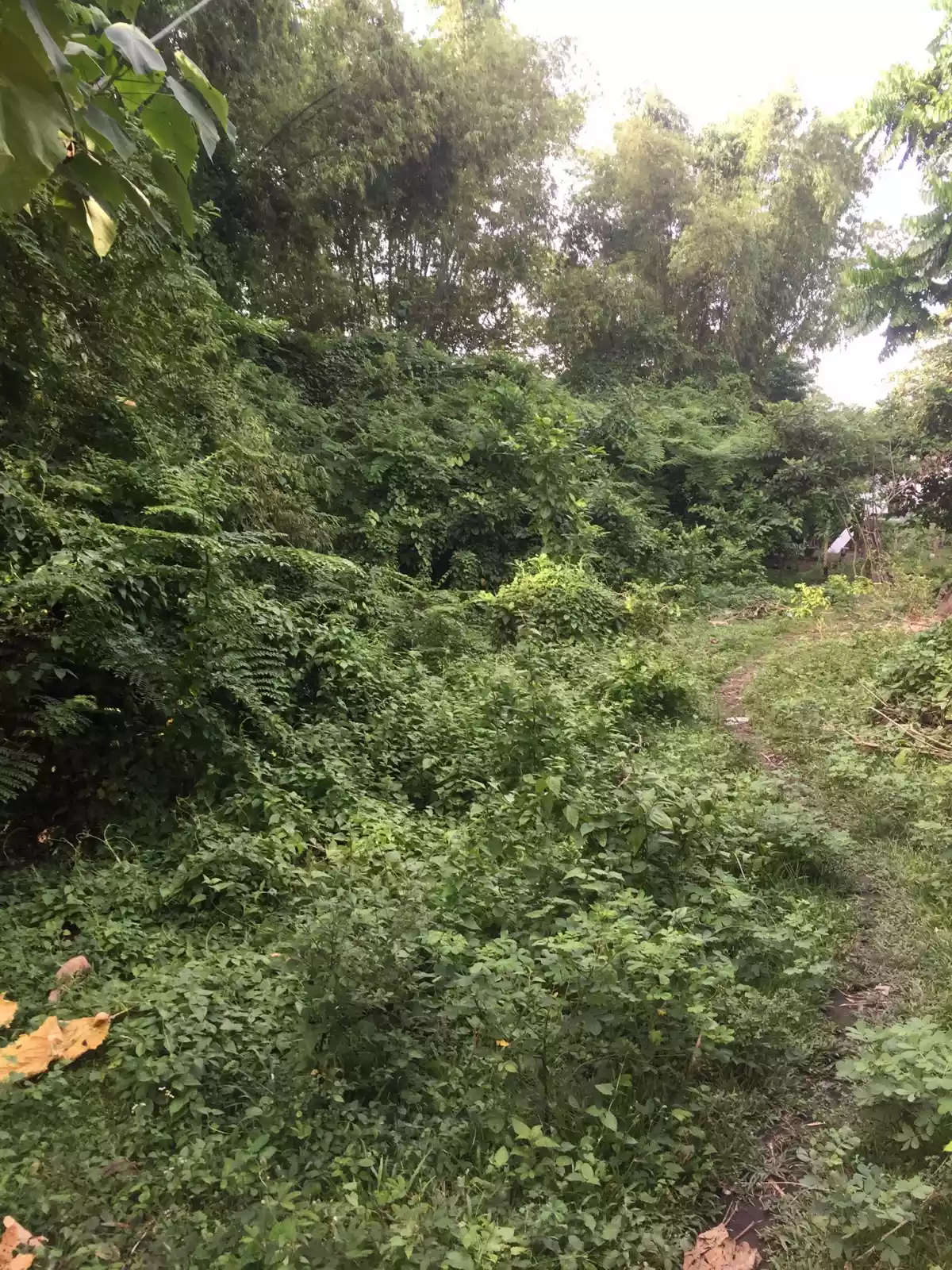 Upper cantel-e Lot  - photo 3