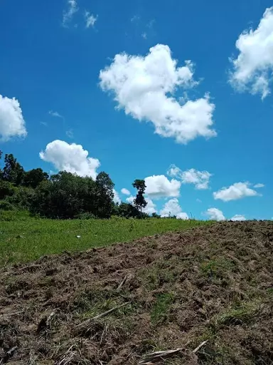 Very rush sale farm lot — Agricultural Lot in Cebu, Philippines — Photo 3