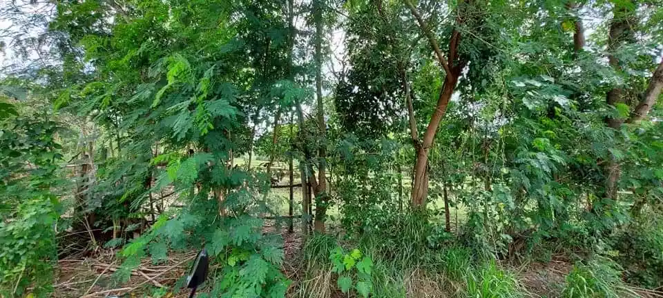 Domolok Alabel mango farm - photo 3