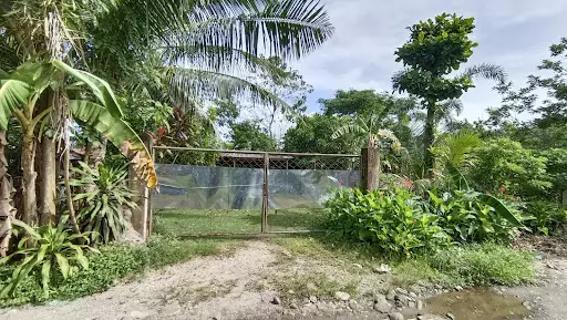 Lot For Sale Near Greensville 3 Bacolod City