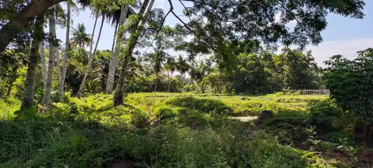 P-2223 — Agricultural Lot in General Santos City, South Cotabato, Philippines — Photo 5