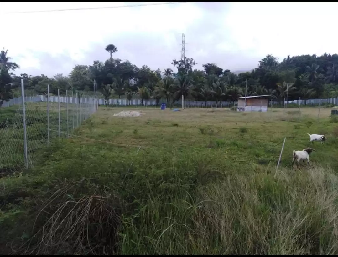 FOR SALE 1000SQM LOT IN MALINAO BADIAN — Agricultural Lot in Cebu, Philippines — Photo 3