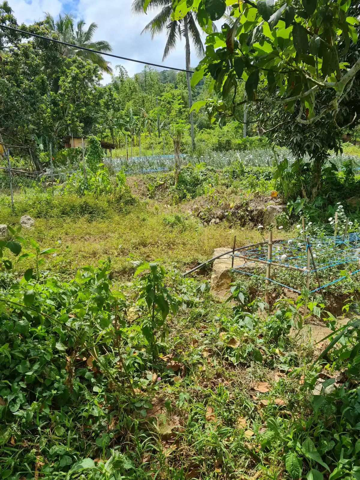 Lot in Babag, Cebu City — Residential Lot in Cebu City, Cebu, Philippines — Photo 2
