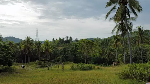 2 hectare farm lot property for sale in Oguis, Initao, Misamis Oriental
 - photo 3