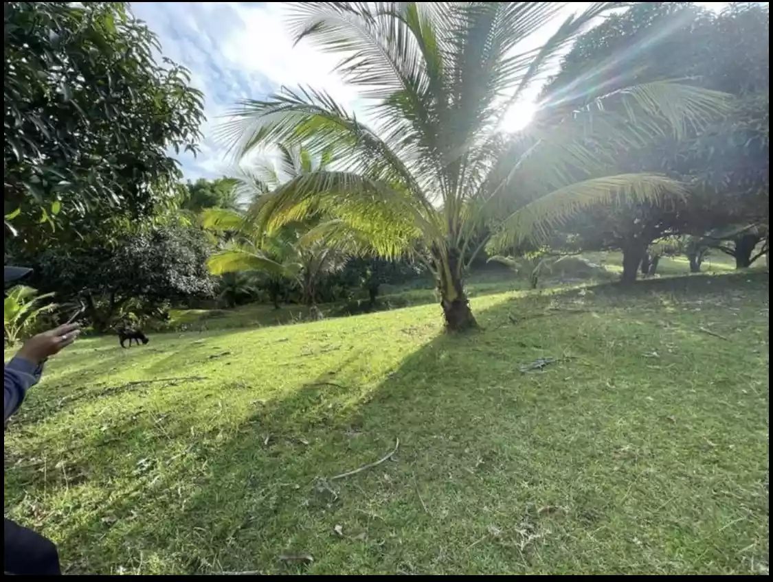 Titled Farmlot in Toledo City — Agricultural Lot in Cebu, Philippines — Photo 6