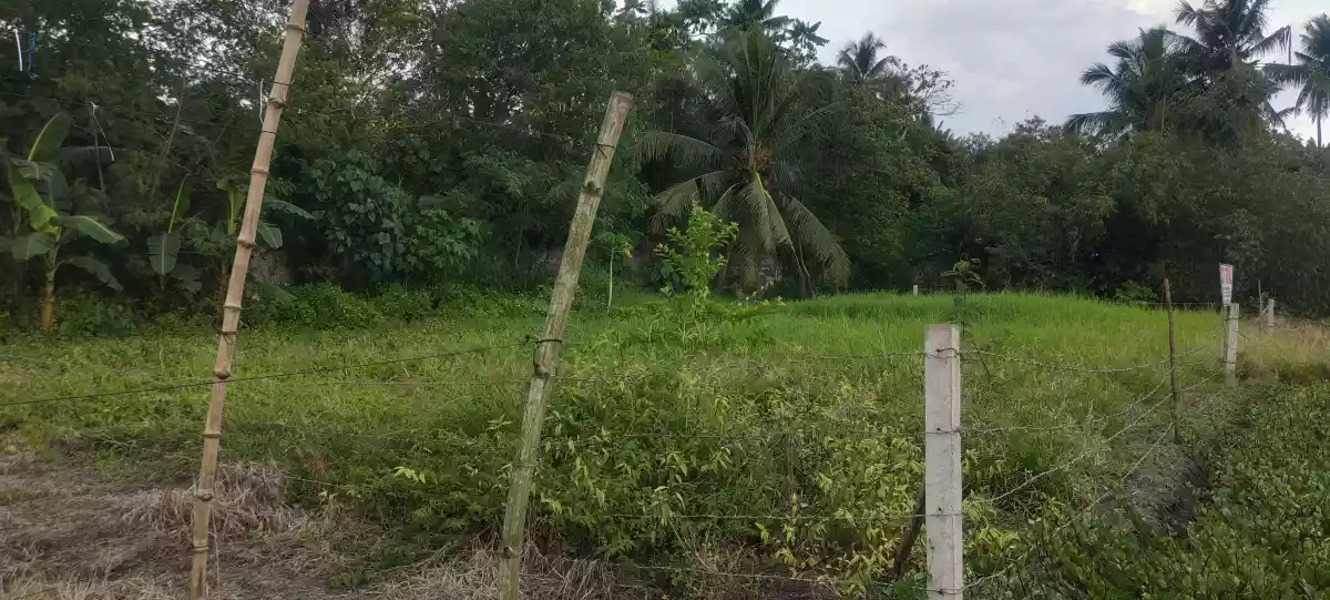 560sqm lot for sale in Anas Subd  Lagao — Residential Lot in General Santos City, South Cotabato, Philippines — Photo 4