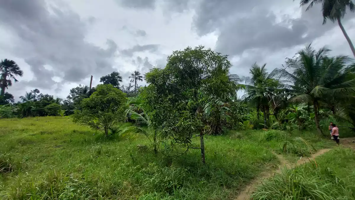Farmlot for sale - photo 6