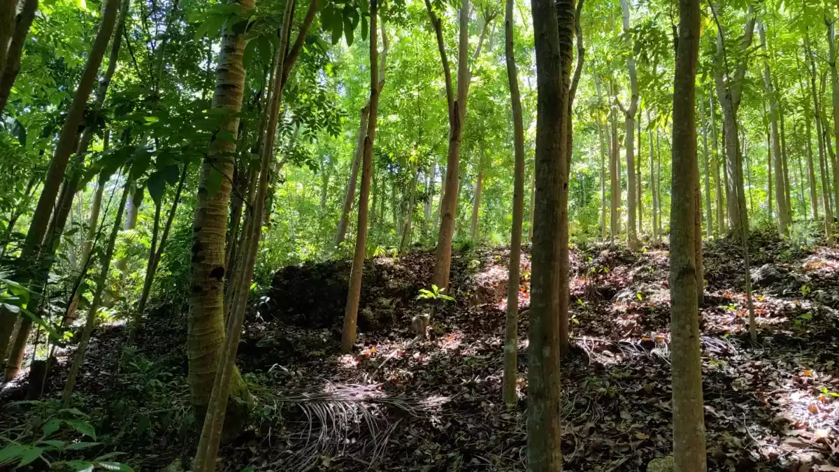 Lot For Sale with Mahogany trees in Danao City 