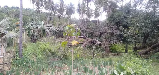 Farm lot for sale in Balamban — Agricultural Lot in Balamban, Cebu, Philippines — Photo 4