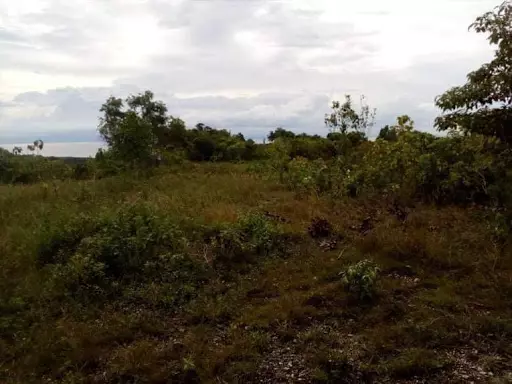 Agricultural Land in Asturias for sale! — Agricultural Lot in Asturias, Cebu, Philippines — Photo 6